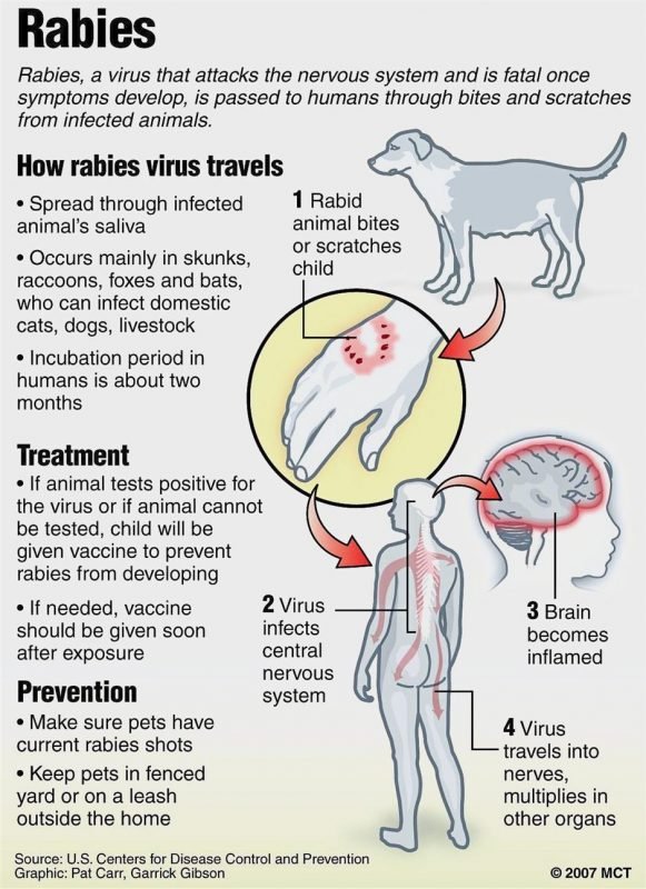 rabies health stray dogs cats
