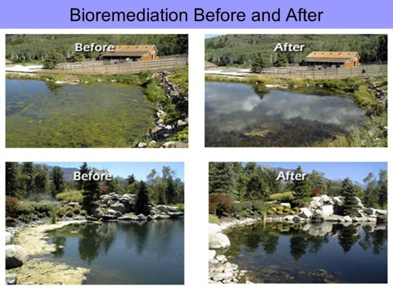 Bioremediation water disruption